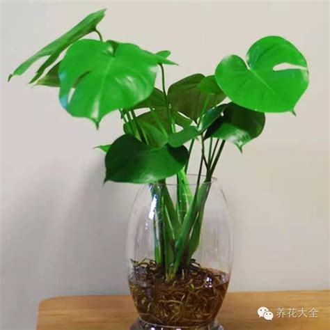 廁所種植物風水|廁所總有異味？別擔心！10種植物讓空氣立馬清新